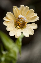 Zinnia, Zinnia elegans.