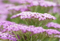 Yarrow, Achillea millefolium 'Pretty Belinda'.