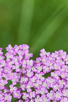 Yarrow, Achillea millefolium 'Pretty Belinda'.