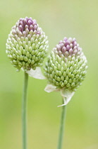 Allium, Allium sphaerocephalon.