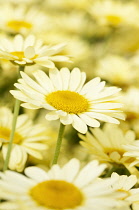 Daisy, Argyranthemum frutescens 'Butterfly', Marguerite daisy.