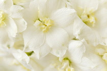 Delphinium, Delphinium 'Kennington Classic'.