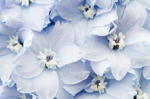 Delphinium, Delphinium 'Trudy'.