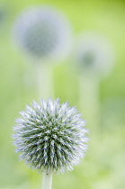 Globe thistle, Echinops bannaticus 'Taplow Blue'.