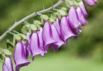 Foxglove, Digitalis purpurea.