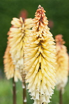 Red hot poker, Kniphofia 'Tawny King'.