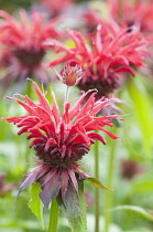 Bergamot, Monarda 'Gardenview Scarlet', Monarda.