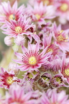 Houseleek, Sempervivum 'Aladdin'.