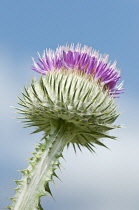 Thistle, Onopordum acanthium, Scotch thistle, Cotton thistle.