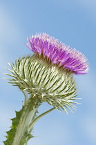 Thistle, Onopordum acanthium, Scotch thistle, Cotton thistle.