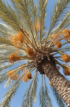 Palm, Phoenix canariensis, Date palm.