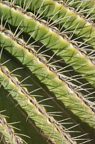 Cactus, Echinocactus grusonii, Golden barrel cactus.