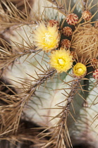 Cactus, Echinocactus grusonii, Golden barrel cactus.