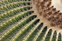 Cactus, Echinocactus grusonii, Golden barrel cactus.