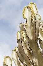 Candelabra tree, Euphorbia candelabrum.