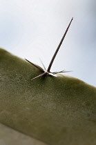 Cactus, Pachycereus weberi.