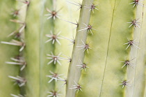Cactus, Pachycereus weberi.