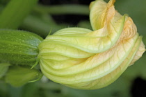 Courgette, Cucurbita pepo.