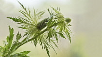 Sea holly, Eryngium alpinum.