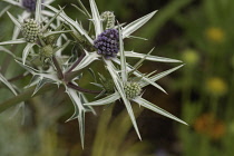 Sea holly, Eryngium variifolium.