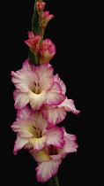 Gladiolus, Gladiolus x hortulanus 'Priscilla'.