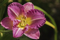 Lily, Hemerocallis, Daylily.