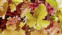 Coral bells, Heuchera 'Marmalade'.