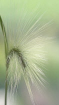 Foxtail barley, Hordeum jubatum, Squirrel tail grass.