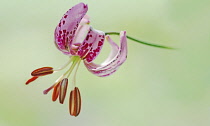 Lily, Lilium martagon, Turkscap lily.