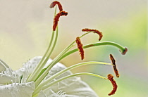 Lily, Lilium 'Casa Blanca'.