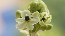 Star-of-Bethlehem, Ornithogalum arabicum.