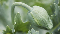 Poppy, Papaver somniferum, Opium poppy.