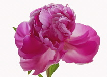 Peony, Paeonia.