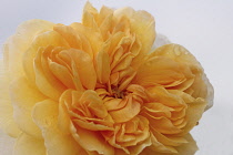 Rose, Rosa 'Buff Beauty'.