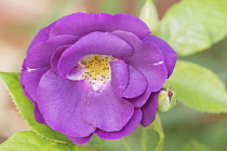 Rose, Rosa 'Rhapsody in Blue'.