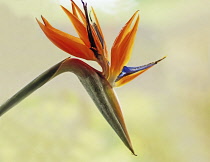 Bird of paradise, Strelitzia reginae.