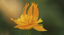 Globeflower, Trollius chinensis.