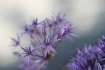 Allium.