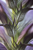 Bear's breeches, Acanthus spinosus.