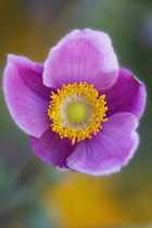 Anemone, Anemone hupehensis var. japonica, Japanese anemone.