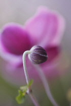 Anemone, Anemone hupehensis var. japonica, Japanese anemone.