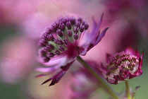 Astrantia, Astrantia major 'Hadspen Blood', Masterwort.