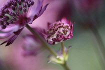 Astrantia, Astrantia major 'Hadspen Blood', Masterwort.