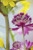 Astrantia, Astrantia major 'Hadspen Blood', Masterwort.