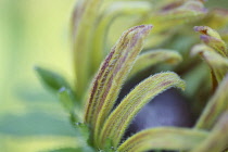 Coneflower, Rudbeckia fulgida, Black-eyed Susan.