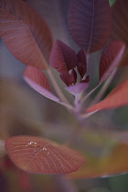 Carribean Copper Plant, Euphorbia cotinifolia.