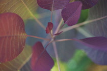 Carribean Copper Plant, Euphorbia cotinifolia.