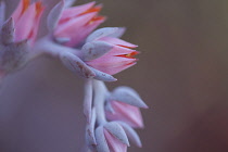 Echeveria, Echeveria 'Afterglow'.