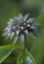 Echinacea, Echinacea purpurea, Purple coneflower.