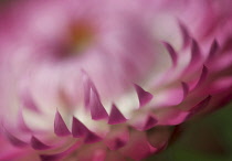 Everlasting flower, Helichrysum.